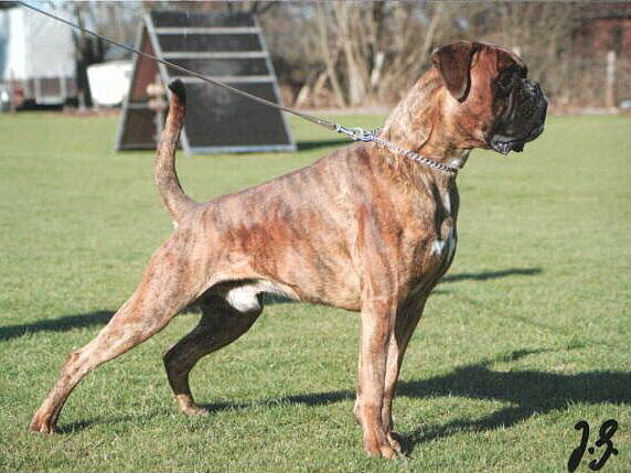 Xanto von Altenberg, Daten-Stand Xanto von Altenberg, Daten-Stand