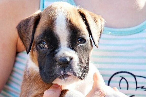 Maya vom Lankwitzer Orden - Tag 35 Maya vom Lankwitzer Orden - Tag 35