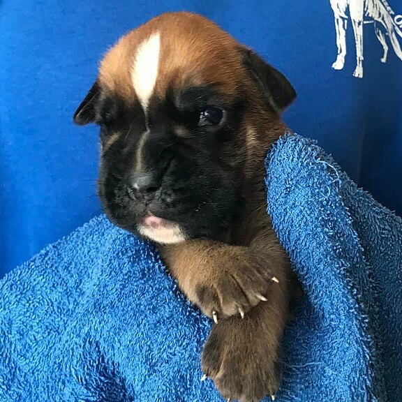 Sir-Bolle vom Lankwitzer Orden - Tag 14 Sir-Bolle vom Lankwitzer Orden - Tag 14