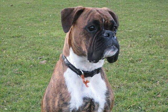 Florentine vom Lankwitzer Orden - Daten-Kopf Florentine vom Lankwitzer Orden - Daten-Kopf