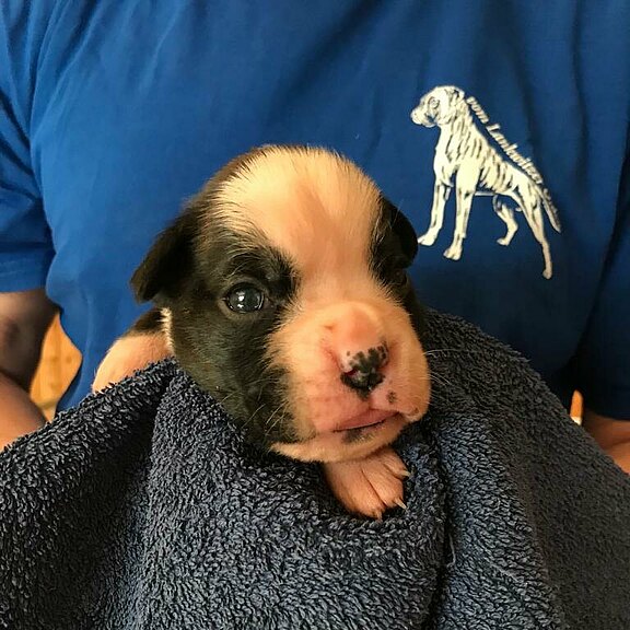 Zilly vom Lankwitzer Orden - Tag 14 Zilly vom Lankwitzer Orden - Tag 14