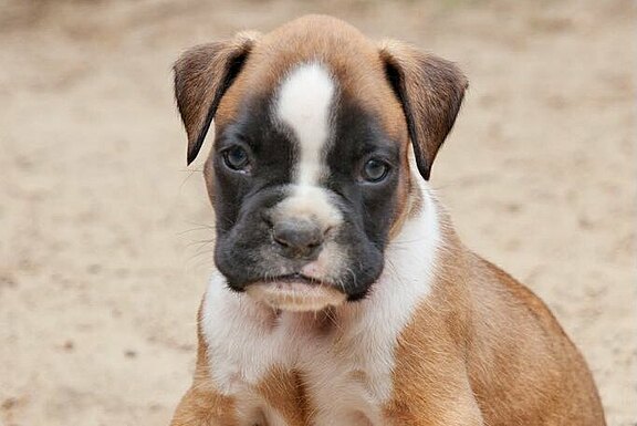 Moses vom Lankwitzer Orden - Tag 35 Moses vom Lankwitzer Orden - Tag 35