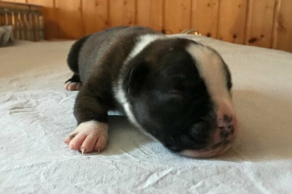 Mira vom Lankwitzer Orden - Tag 7 Mira vom Lankwitzer Orden - Tag 7