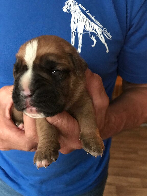 Nuri vom Lankwitzer Orden - Tag 7 Nuri vom Lankwitzer Orden - Tag 7