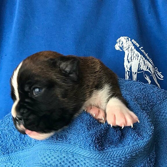 Sam vom Lankwitzer Orden - Tag 14 Sam vom Lankwitzer Orden - Tag 14