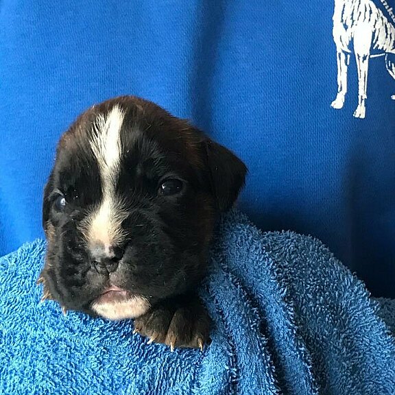 Sybille vom Lankwitzer Orden - Tag 14 Sybille vom Lankwitzer Orden - Tag 14