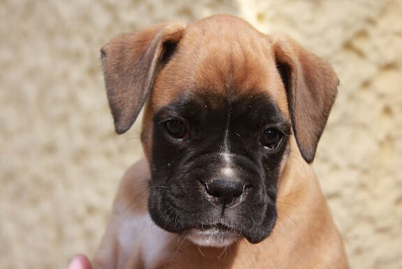 Frieda vom Lankwitzer Orden, Daten-Stand Frieda vom Lankwitzer Orden, Daten-Stand