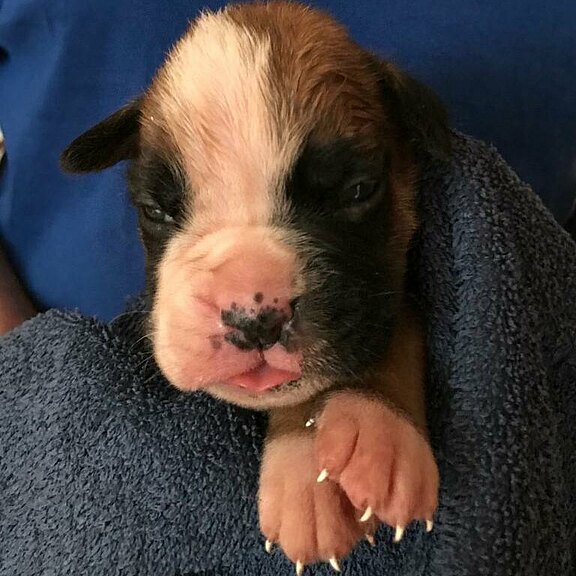 Zanto vom Lankwitzer Orden, Tag 14 Zanto vom Lankwitzer Orden, Tag 14