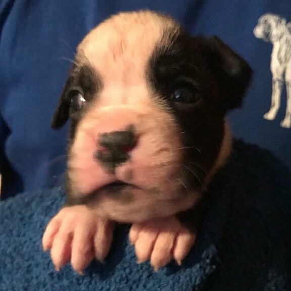 Zilly vom Lankwitzer Orden - Tag 21 Zilly vom Lankwitzer Orden - Tag 21