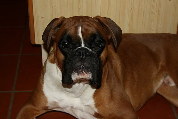 Ferris vom Lankwitzer Orden - Daten-Kopf Ferris vom Lankwitzer Orden - Daten-Kopf