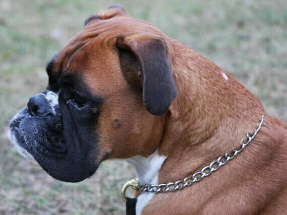 Alma vom Lankwitzer Orden, Daten-Kopf Alma vom Lankwitzer Orden, Daten-Kopf