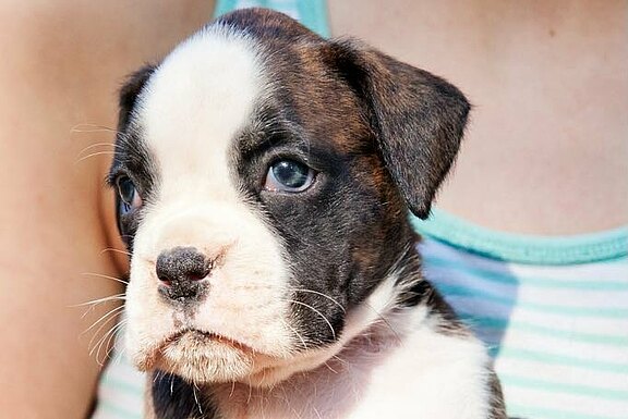 Mimi vom Lankwitzer Orden - Tag 35 Mimi vom Lankwitzer Orden - Tag 35