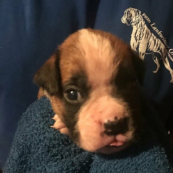 Zanto vom Lankwitzer Orden, Tag 21 Zanto vom Lankwitzer Orden, Tag 21