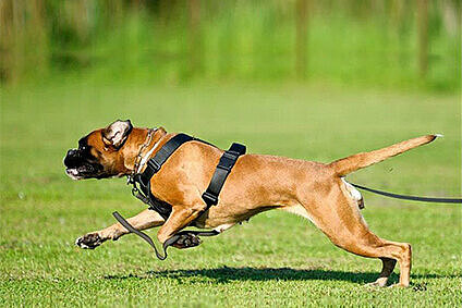 Finya vom Buldergeist Finya vom Buldergeist