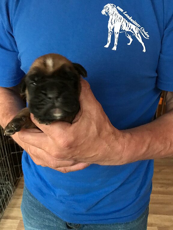 Nash vom Lankwitzer Orden - Tag 7 Nash vom Lankwitzer Orden - Tag 7