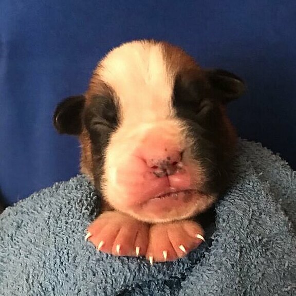 Zanto vom Lankwitzer Orden, Tag 7 Zanto vom Lankwitzer Orden, Tag 7