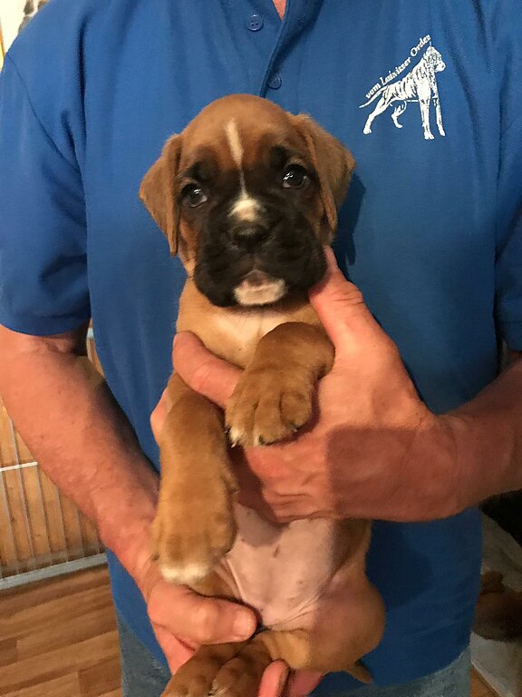 Nelly Rose vom Lankwitzer Orden - Tag 38 Nelly Rose vom Lankwitzer Orden - Tag 38