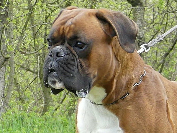 Hunter vom Hollermorgen, Daten-Kopf Hunter vom Hollermorgen, Daten-Kopf