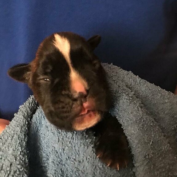 Zora vom Lankwitzer Orden, Tag 7 Zora vom Lankwitzer Orden, Tag 7