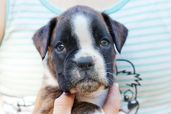 Mira vom Lankwitzer Orden - Tag 35 Mira vom Lankwitzer Orden - Tag 35