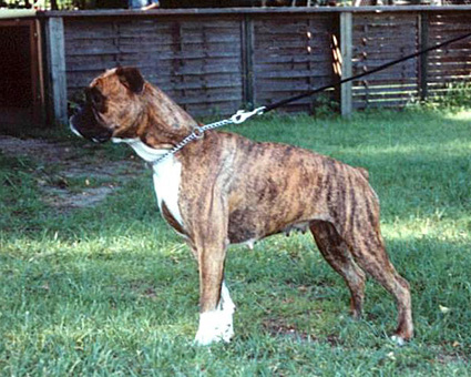 Vonda vom Nachtwind Vonda vom Nachtwind